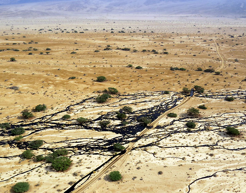 Oil spill in Evrnona Nature Reserve near Eilat. (Photo: Roi Telby) (Photo: Roi Telby)