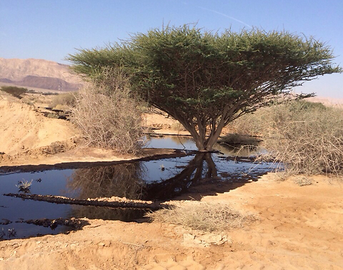 Oil from the pipeline on the ground in southern Israel. (Photo: Israel Nature and Parks Authority) (Photo: Israel Nature and Parks Authority)