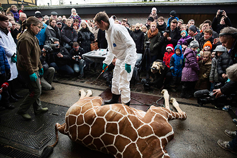 ביתורו של הג'ירף מריוס, שהוצאתו להורג בגן החיות בקופנהגן לוותה בקמפיין התנגדות עולמי. צילום: SCANPIX DENMARK (צילום: רויטרס) (צילום: רויטרס)