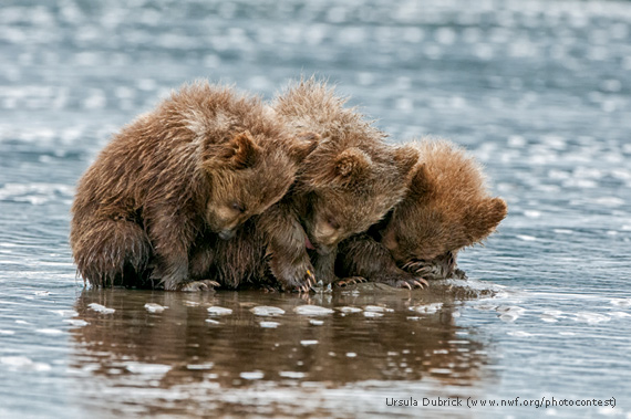 מקום שני בקטגוריית גורי בעלי חיים. שלישיית גורי דובים חום באלסקה מנמנמים ()