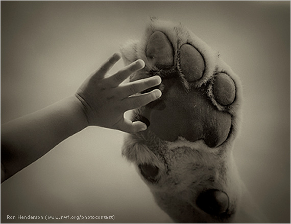 מקום ראשון בקטגוריית "חיבור בין בני אדם וטבע". כף יד של ילדה בת 12 על חלון הזכוכית. ברקע כף רגל של אריה בגן החיות בדאלאס ()