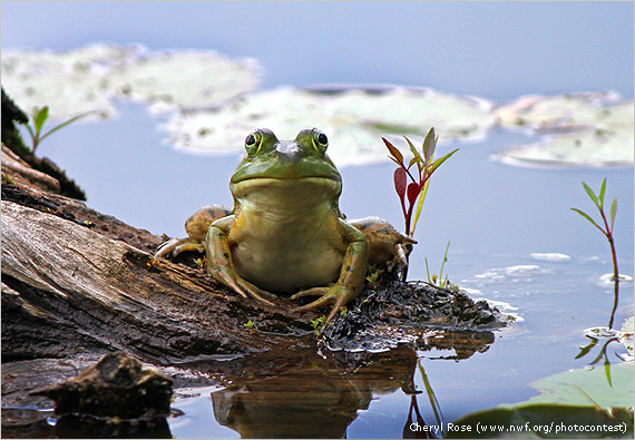 צפרדע שור בשמורה בארה"ב ()