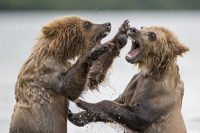 מקום בשני בקטגוריית Wild & Vibrant. צמד דובים נלחמים ברוסיה (צילום: Marco Urso) (Marco Urso / tpoty.com) (Marco Urso / tpoty.com)