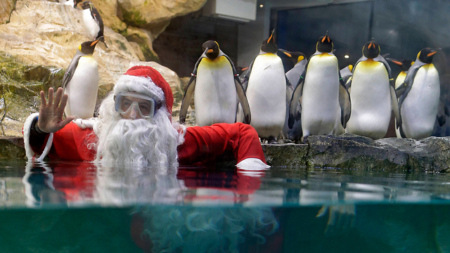 אדם מחופש לסנטה קלאוס מצטלם לצד פינגווינים בפארק ליונקים ימיים בעיר אנטיב שבדרום צרפת (צילום: AP) (צילום: AP)