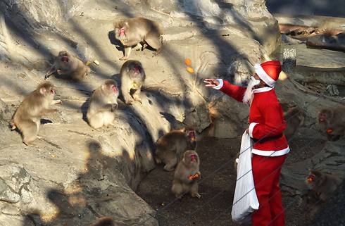 מטפל בגן החיות בטוקיו הכניס את הבבונים לאווירת החג (צילום: AFP) (צילום: AFP)