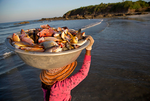 אישה נושאת שלל דגים שנתפסו בחכה בחוף נגווה סונג במיאנמר (צילום: AP) (צילום: AP)