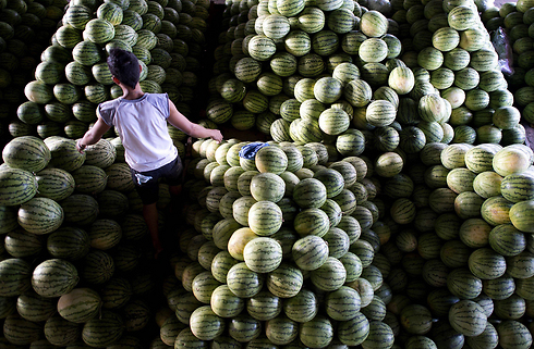 עובד מסדר את דוכן האבטיחים שלו בשוק במנילה, בירת הפיליפינים (צילום: AFP) (צילום: AFP)