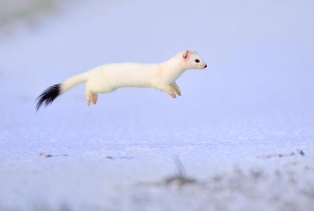 הרמין מרחף בשלג בעקבות טרף (צילום: Etienne Francey / Wildlife Photographer of the Year 2013)
