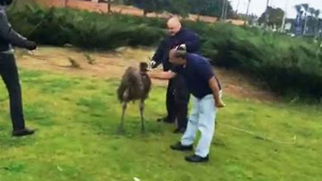 Emu caught at last 