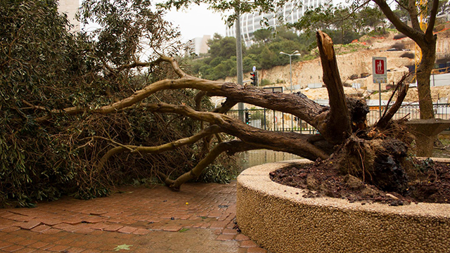 עץ שקרס בחיפה (צילום: סתיו פאולמן ) (צילום: סתיו פאולמן )