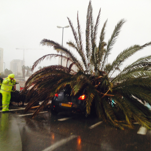 בגלל הרוח. עקץ קרס על מכונית בדרך נמיר בתל אביב (צילום: אור יעקובוביץ) (צילום: אור יעקובוביץ)
