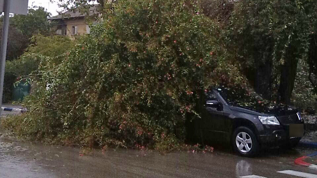 ועץ קרס על רכב ברמת אביב (צילום:  מאיה זלזני) (צילום:  מאיה זלזני)