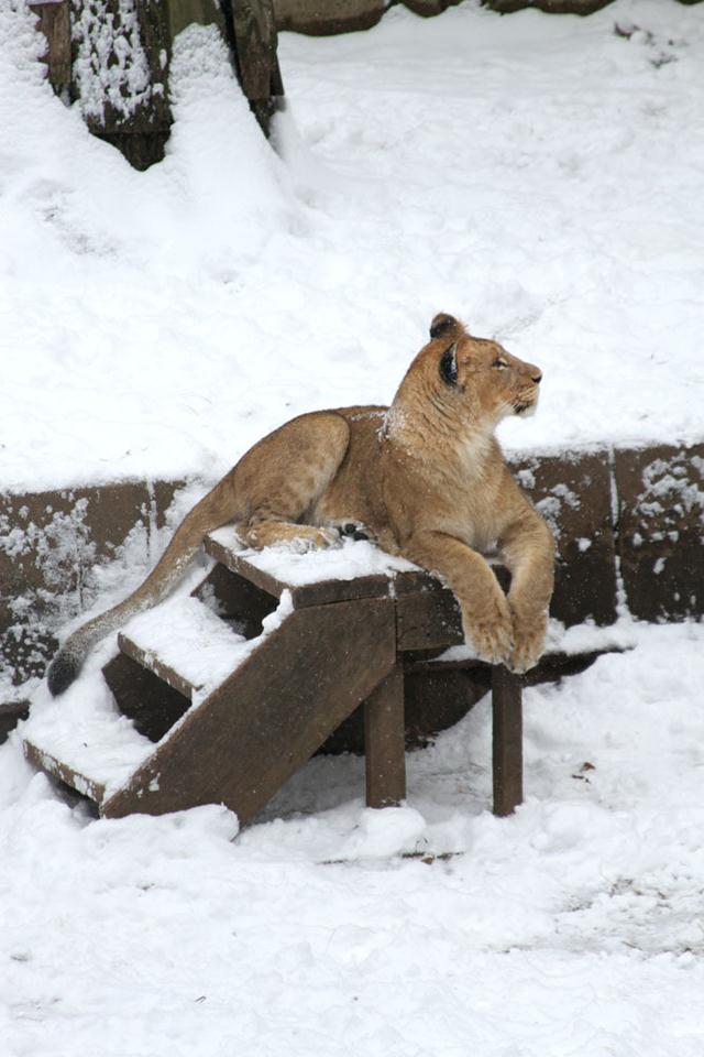  (צילום: Chelsea Grubb, Devin Murph/Smithsonian's National Zoo) (צילום: Chelsea Grubb, Devin Murph/Smithsonian's National Zoo)