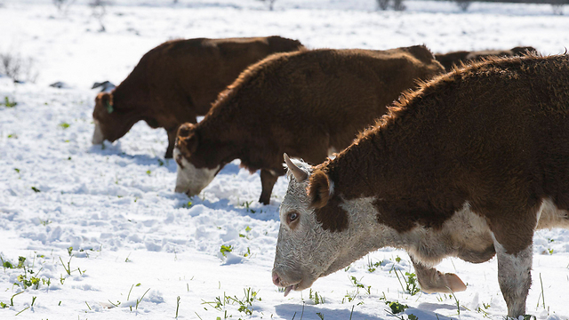 גם הפרות מתרגלות לשלג על האדמה (צילום: רויטרס) (צילום: רויטרס)