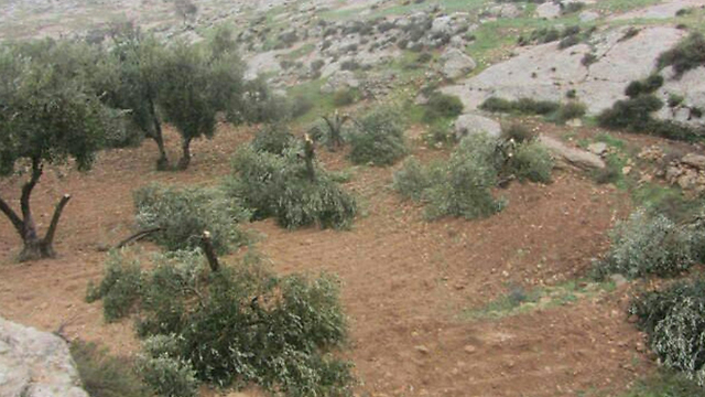 An olive grove  (Photo: Nasser Nuaja, Btselem)