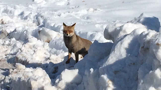 A fox braving the cold in the Golan Heights (Photo: Dana Bahat)