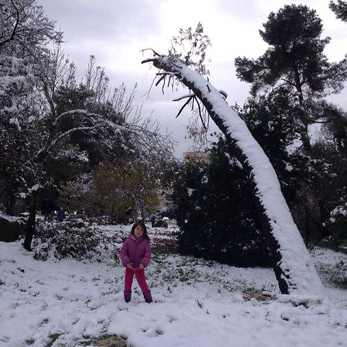 שלג בירושלים, מוקדם יותר החודש (צילום: רותם הלוי) (צילום: רותם הלוי)