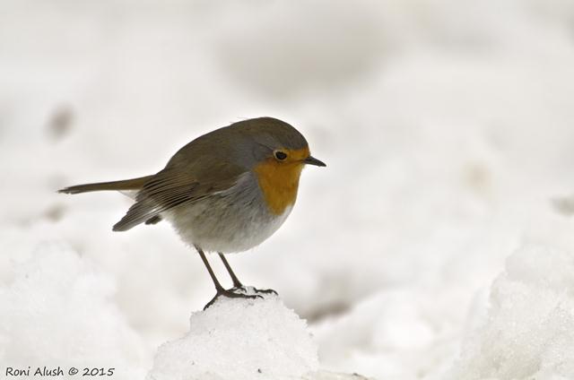 והיו גם ציפורים. אדום חזה בשלג בגולן (צילום: רוני אלוש) (צילום: רוני אלוש)