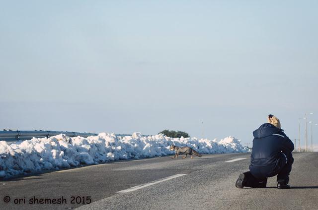 רוני אלוש מצלם את השועל חוצה את הכביש (צילום: אורי שמש) (צילום: רוני אלוש) (צילום: רוני אלוש)