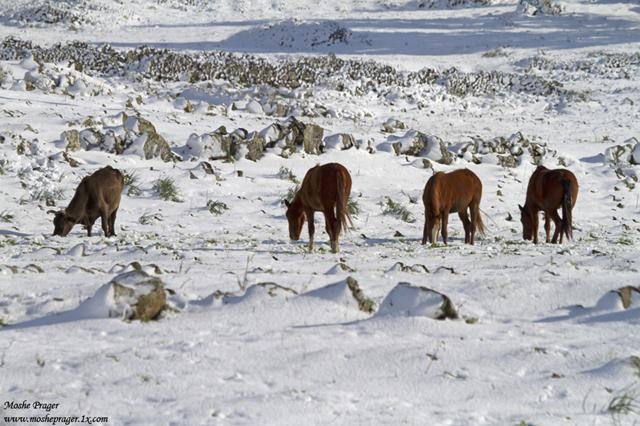 סוסים במרום גולן (צילום: משה פרגר) (צילום: משה פרגר)
