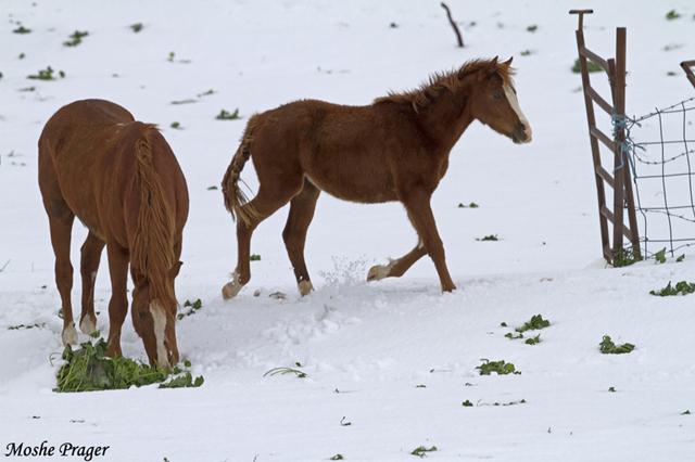 סוסים במרום גולן (צילום: משה פרגר) (צילום: משה פרגר)