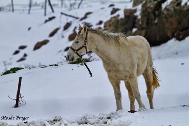 סוס במרום גולן (צילום: משה פרגר) (צילום: משה פרגר)