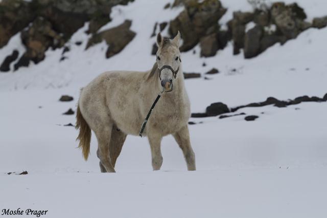 סוס במרום גולן (צילום: משה פרגר) (צילום: משה פרגר)