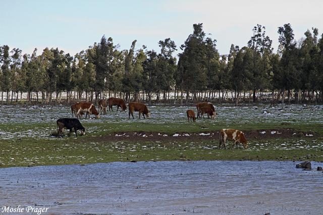 עדרי בקר בדרך למרום גולן (צילום. משה פרגר) (צילום. משה פרגר)