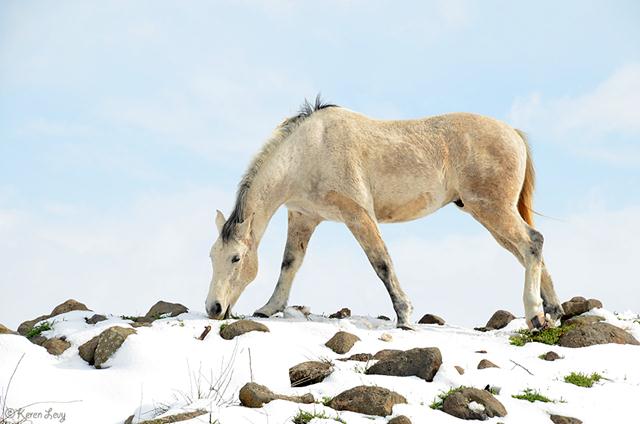 סוס בגולן (צילום: קרן לוי) (צילום: קרן לוי)