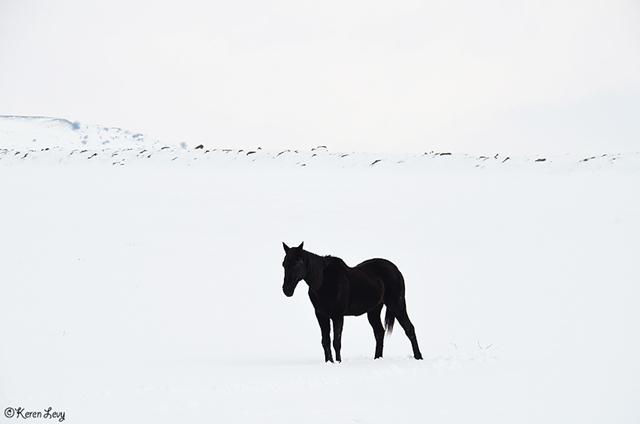 סוס בגולן (צילום: קרן לוי) (צילום: קרן לוי)