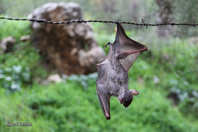 עטלף פירות נלכד על חוט תיל ביער כוכב יאיר (צילום: אלברט קשת) (צילום: אלברט קשת)