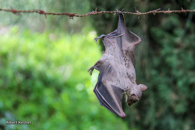 עטלף פירות נלכד על חוט תיל ביער כוכב יאיר (צילום: אלברט קשת) (צילום: אלברט קשת)