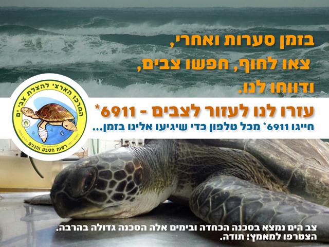 מנסים לעורר מודעות לצבי הים. מתוך עמוד הפייסבוק של המרכז להצלת צבי ים. עיצוב: שי זגורי (צילום: רשות הטבע והגנים) (צילום: רשות הטבע והגנים)