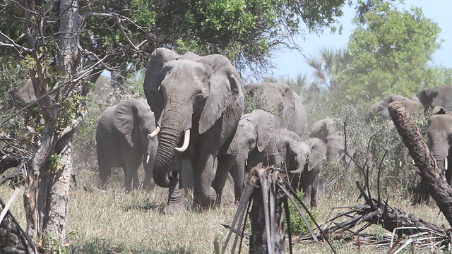 פילים אפריקניים בשמורת קרוגר. תוקפניים בעת תקופת הייחום והחיזור ובאם ישנם פרטים צעירים בעדר (צילום: אילן אוסנדריבר) (צילום: אילן אוסנדריבר)