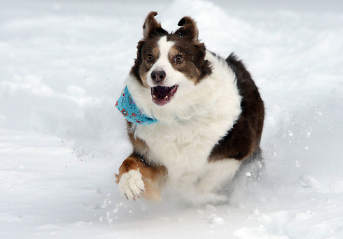 הכלבה "ליידי" משתעשעת בשלג של מסצ'וסטס (צילום: AP) (צילום: AP)