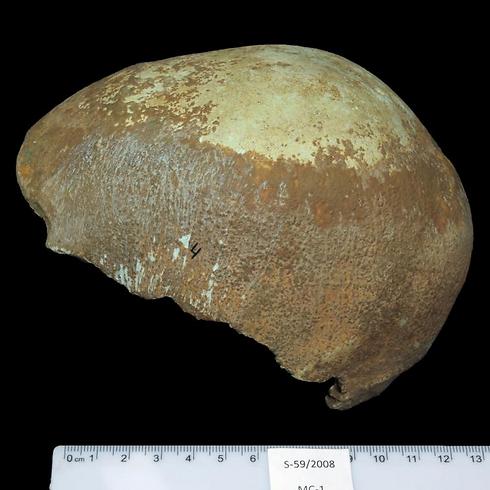 Skull excavated from cave in western Galilee region (Photo: AP) (Photo: AP)