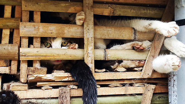 החתולים הוחזקו בכלובים עשויים מבקבוק (צילום: AFP) (צילום: AFP)