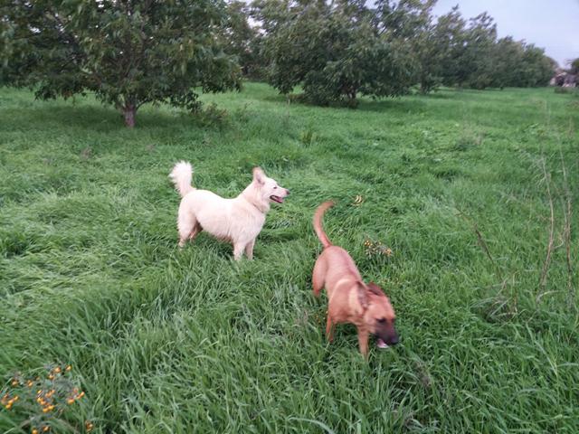 הכלבים משחקים בשדה (צילום: גב וייל) (צילום: גב וייל)
