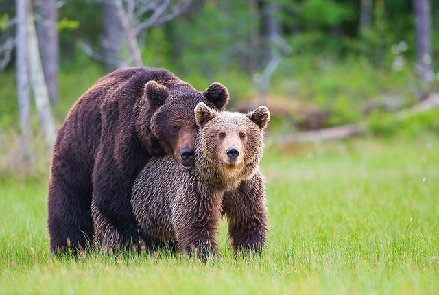 דובים חומים בהזדווגות בפינלנד (צילום: אבירן אביצדק)