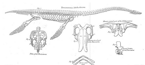למעלה: תרשים השלד השלם של האלאסמוזאור (באדיבות מרכז מדע ים המלח והערבה) (באדיבות מרכז מדע ים המלח והערבה)