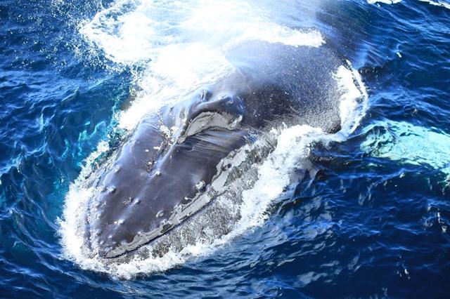 לוויתן גדול סנפיר באנטרקטיקה (צילום: עינב ברזני) (צילום: עינב ברזני)