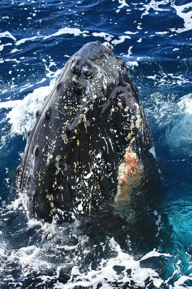 לוויתן גדול סנפיר באנטרקטיקה (צילום: עינב ברזני) (צילום: עינב ברזני)