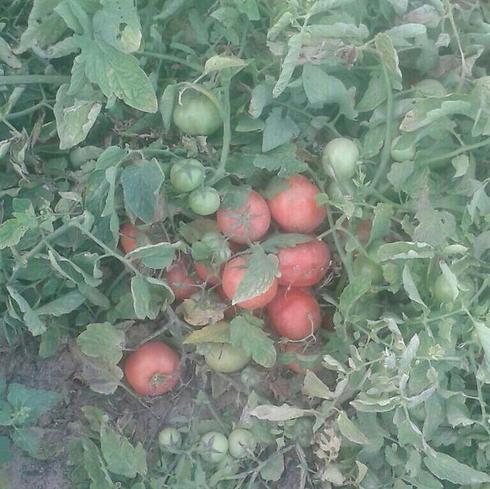 השדה של רן: יש עדיין עגבניות ירוקות וכתומות שיבשילו, ויש עגבניות בשלות (צילום: רן גוזלן) (צילום: רן גוזלן)