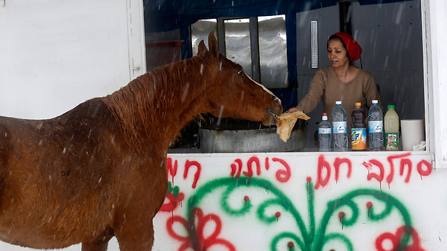 סוס מחפש פינה חמה במג'דל שמס  (צילום: EPA) (צילום: EPA)