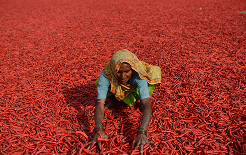 עובד בחווה חקלאית מייבש פלפלי צ'ילי בעיר סרת'ה שבהודו. ההתחממות הגלובלית וגשמים שיורדים שלא בעונה גרמו לירידה בשיעורי היבול, מה שהביא לזינוק במחירי הצ'ילי (צילום: AFP) (צילום: AFP)
