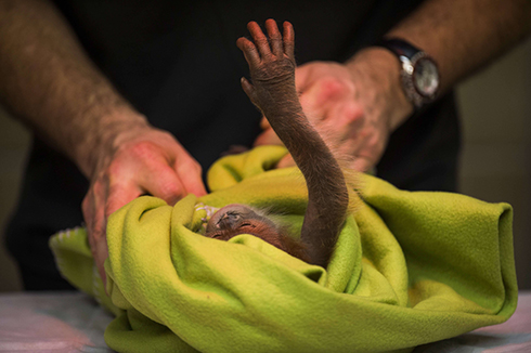 גורת האורנגאוטן "רייקי" מרימה את ידה בגן החיות בברלין. הגורה בת השלושה שבועות מטופלת על ידי עובדי גן החיות לאחר שאמה דחתה אותה אחרי הלידה (צילום: AFP) (צילום: AFP)