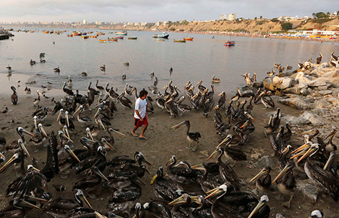 אזרח פרואני מוקף בשלדגים בעודו הולך בשוק דגים בעיירה צ'וריוס שבמחוז לימה (צילום: רויטרס) (צילום: רויטרס)