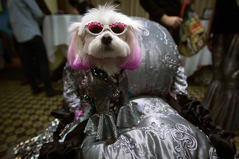 כלב יושב בעגלה בתצוגת אופנה לחיות מחמד שנערכה בניו יורק במהלך שבוע האופנה במנהטן (צילום: רויטרס) (צילום: רויטרס)