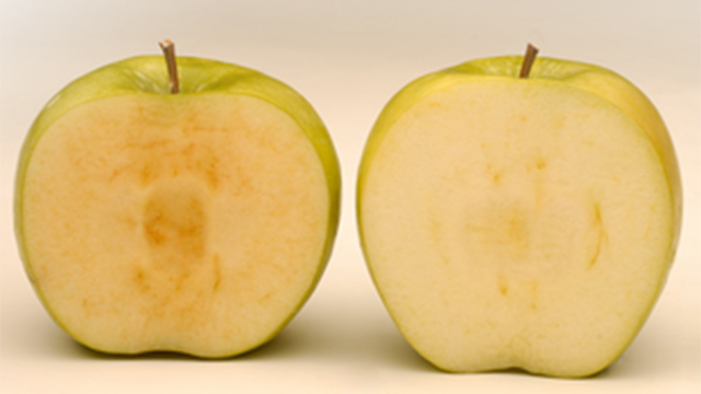 לא יושחר. מהונדס גנטית לצד תפוח קונבנציונלי ()