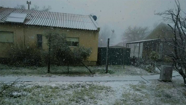 שלג באלוני הבשן, היום (צילום: יסכה דקל) (צילום: יסכה דקל)